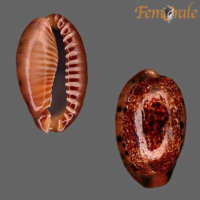 صورة Cypraea caurica quinquefasciata Roding 1798