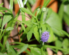 Eryngium baldwinii Spreng. resmi