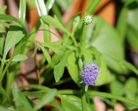 Image of Baldwin's Eryngo