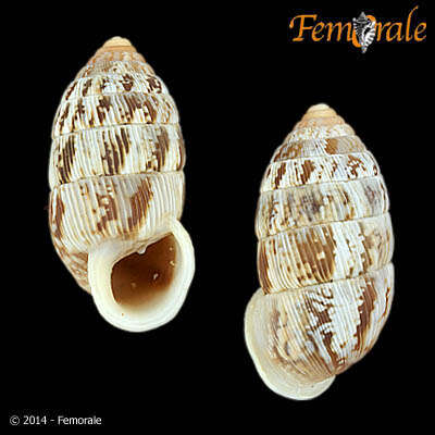 Image of Cerionidae