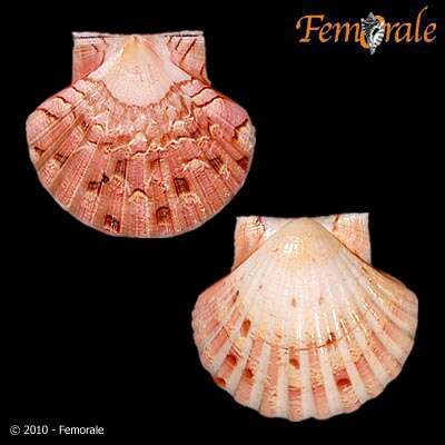 صورة Pecten O. F. Müller 1776