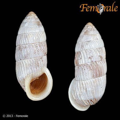 Image of Cerionidae