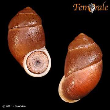 صورة Cyclophoroidea