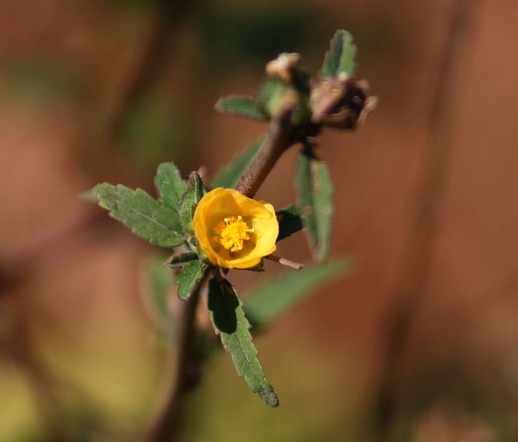 Image of common wireweed