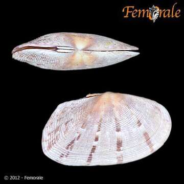 Imagem de Psammobiidae J. Fleming 1828