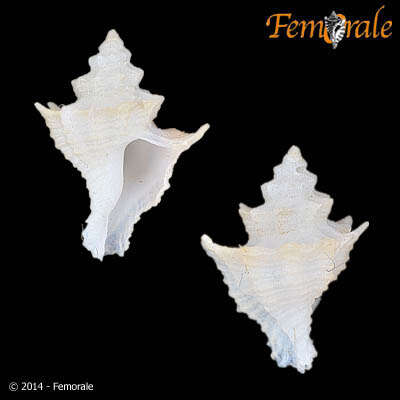 Image of Murex Snails and Allies