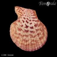 Image of Caribachlamys T. R. Waller 1993