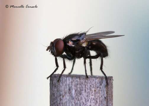 Image of House fly