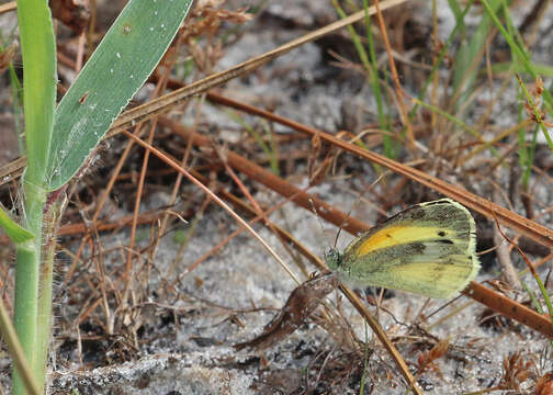 Image of Dainty Sulphur