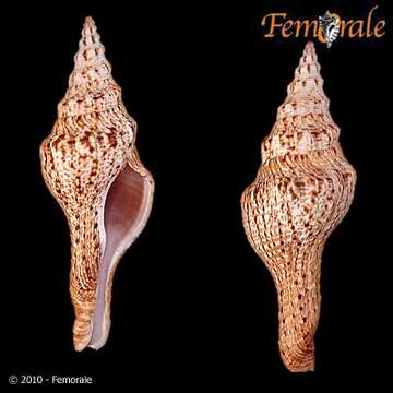 Image of Fusinus Rafinesque 1815