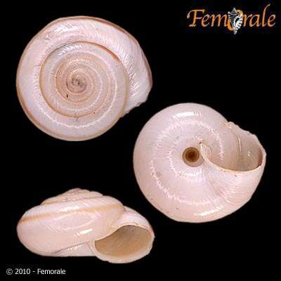 Imagem de Helminthoglyptidae