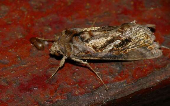 Image of Cutworm