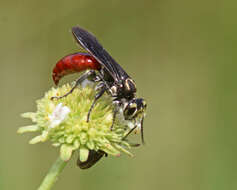 Image de Larra bicolor Fabricius 1804