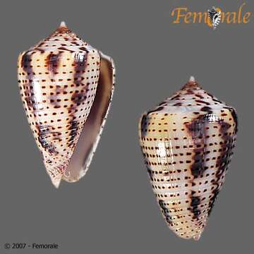 Image of Conasprella Thiele 1929