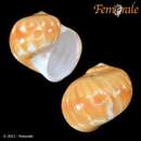 Image of starry moonsnail