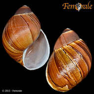 Image of Strophocheilidae