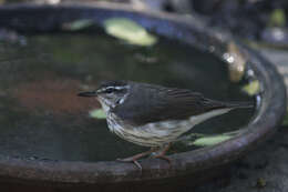 Image of Louisiana Waterthrush