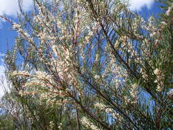 Image of Hakea propinqua A. Cunn.