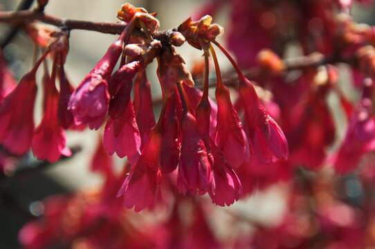 Imagem de Prunus campanulata Maxim.