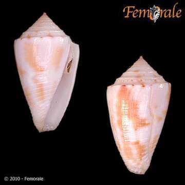 Image de Conasprella mindana (Hwass ex Bruguière 1792)