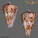 Image of garter cone