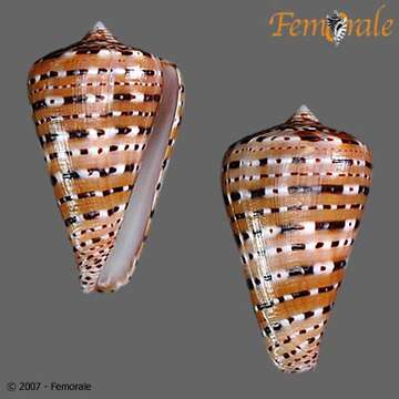 Image of cone snails