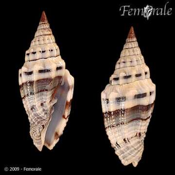 Image of Turbinelloidea Rafinesque 1815