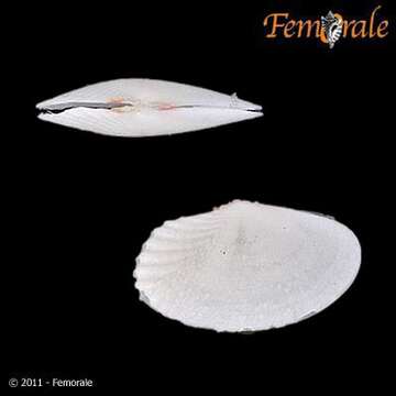 Imagem de Psammobiidae J. Fleming 1828