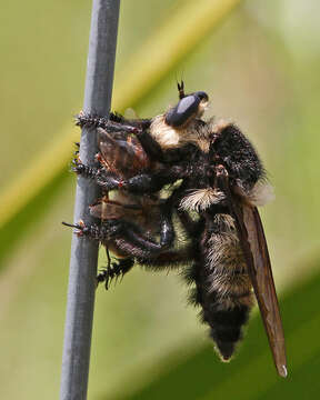 صورة Mallophora orcina (Wiedemann 1828)