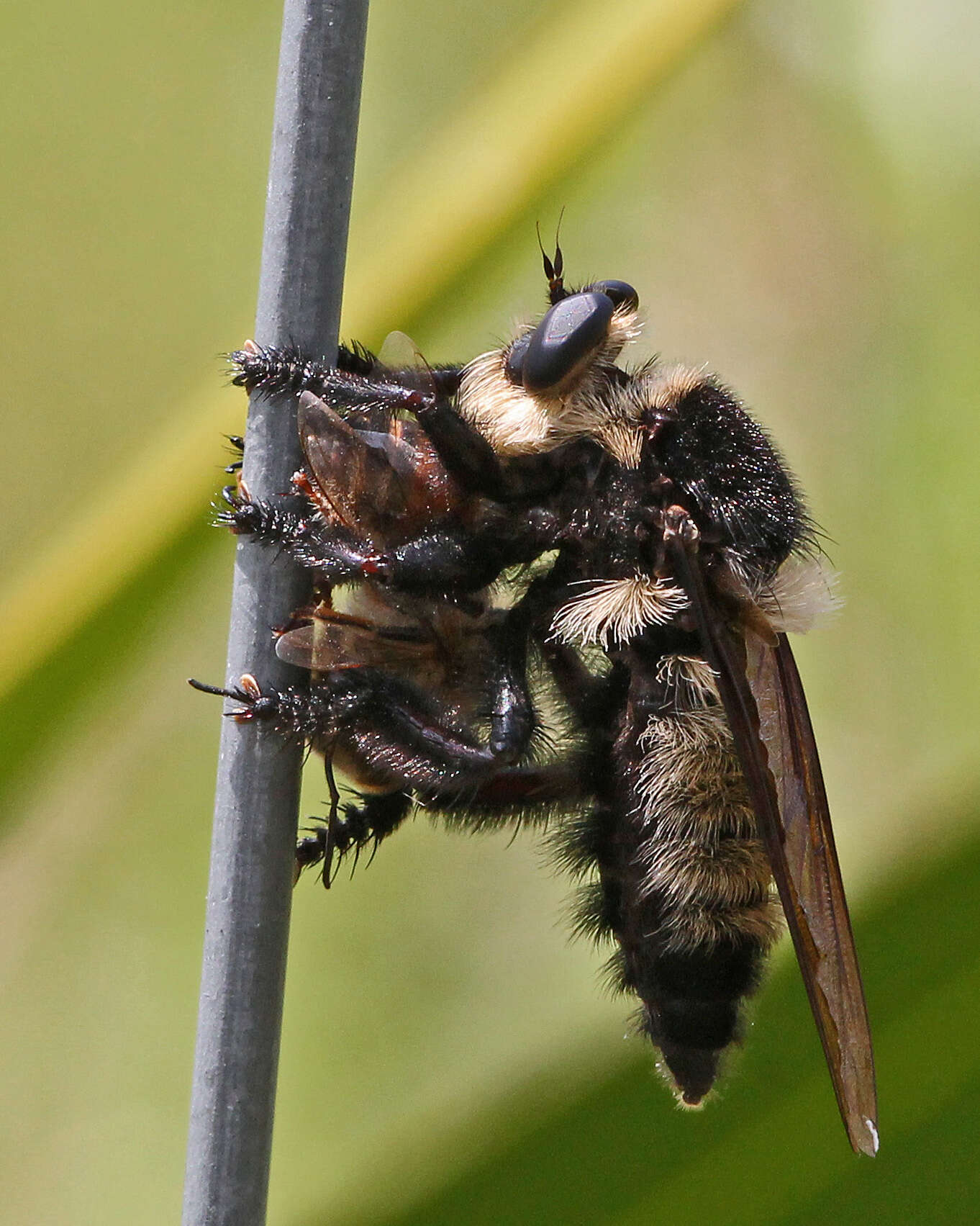 صورة Mallophora orcina (Wiedemann 1828)