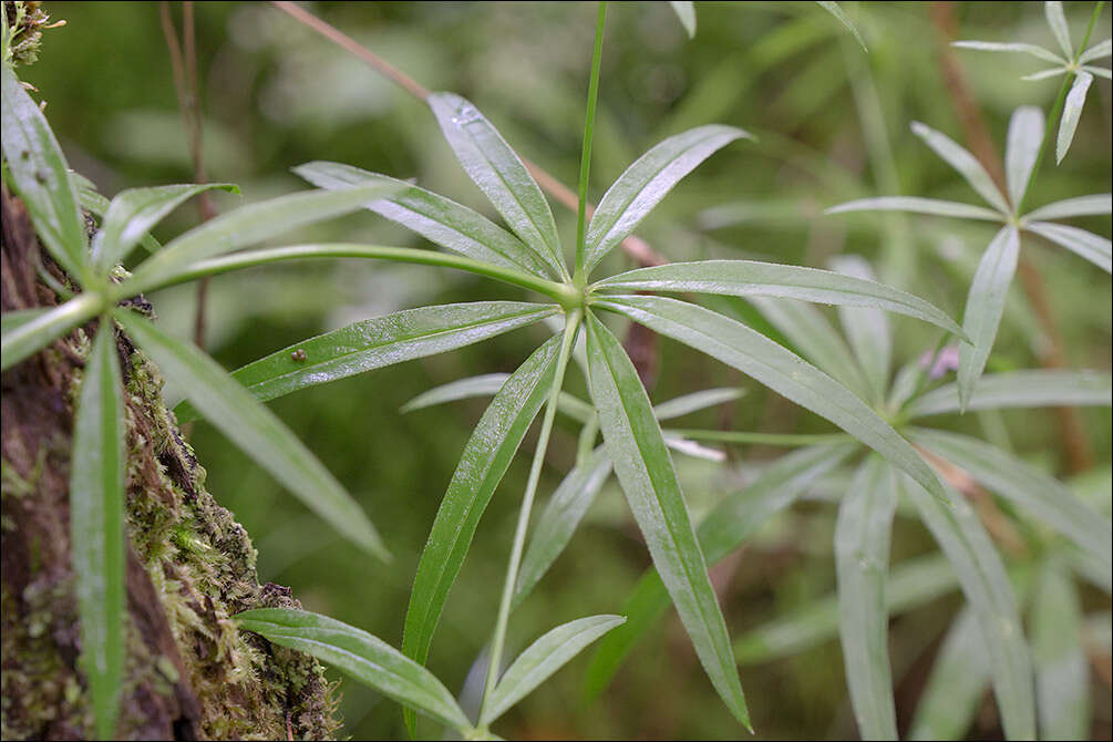 Plancia ëd Galium sylvaticum L.