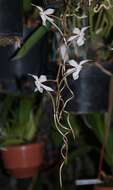 Aerangis kotschyana (Rchb. fil.) Schltr.的圖片