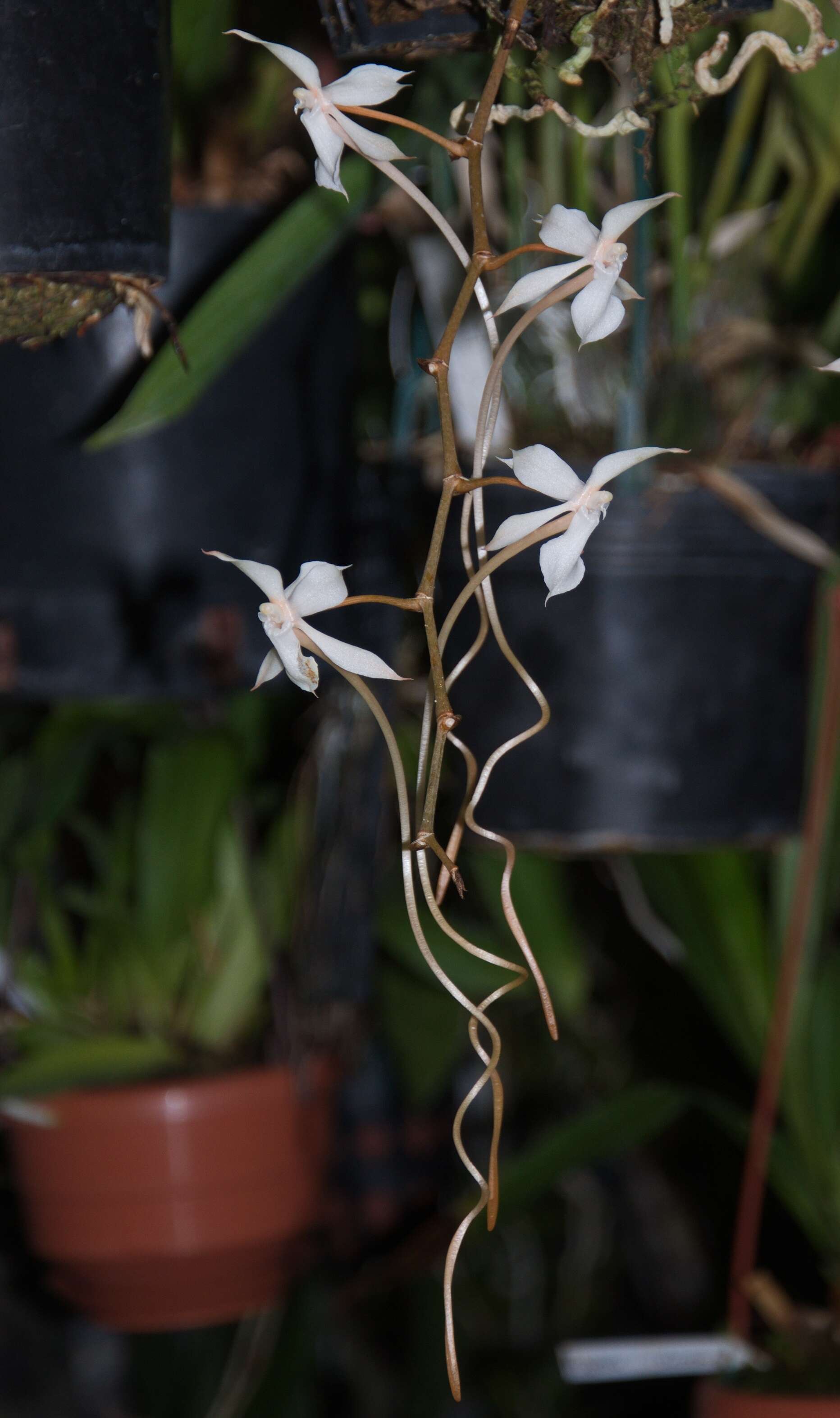 Aerangis kotschyana (Rchb. fil.) Schltr.的圖片