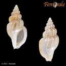 Horaiclavus filicinctus (E. A. Smith 1882) resmi