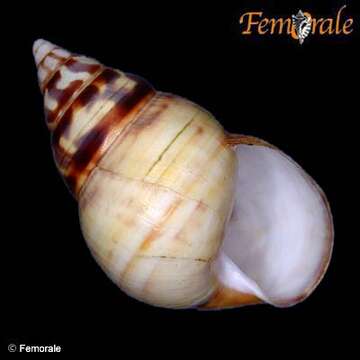 Image of Orthalicidae