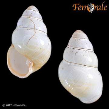 Imagem de <i>Achatinella fuscobasis</i>