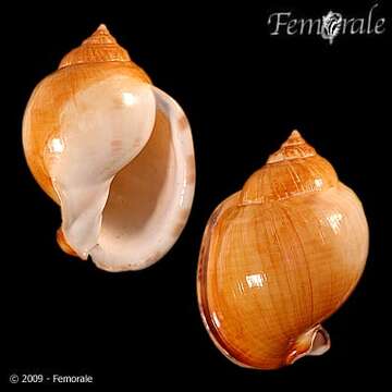 Plancia ëd Semicassis pyrum powelli (Finlay 1928)