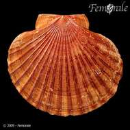 Image of <i>Flabellipecten sericeus</i> (Hinds 1845)