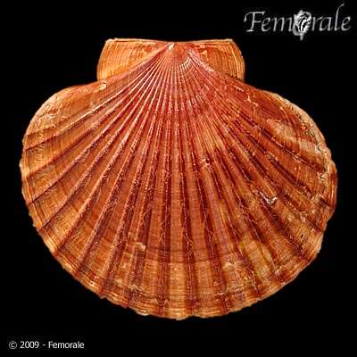 Image of <i>Flabellipecten sericeus</i> (Hinds 1845)