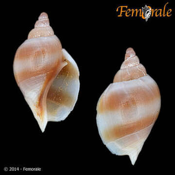 Image of Pseudolividae de Gregorio 1880