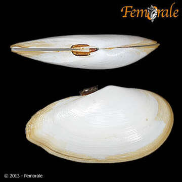 Imagem de Psammobiidae J. Fleming 1828