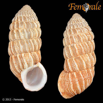 Image of Cerionidae