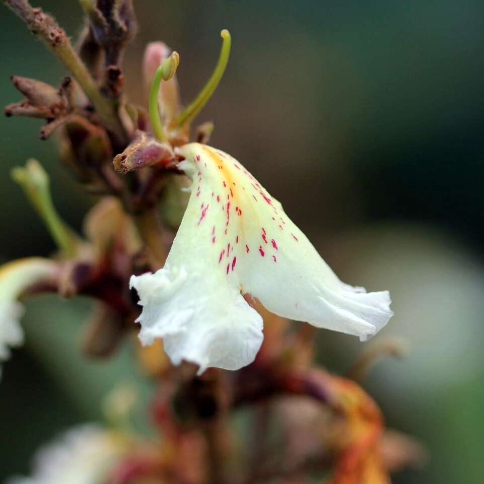 Image de Qualea multiflora Mart.