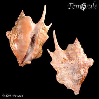 Image of Sinustrombus Bandel 2007