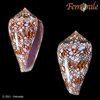 صورة Conus dalli Stearns 1873