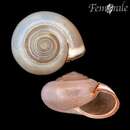 Image of Carthusian snail