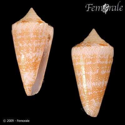 Image of Conus harlandi Petuch 1987