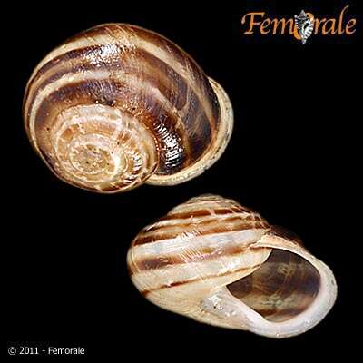 Imagem de <i>Eobania vermicularia</i> (Michelotti 1840)