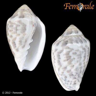 Image of Marginella Lamarck 1799