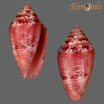 Image of Conasprella Thiele 1929